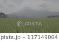 Rice fields and rice 117149064