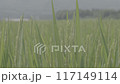 Paddy field 117149114