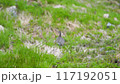 Grouse parent bird and chick 117192051