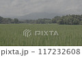 Rice field stabilization 117232608