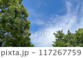 Video of a tree swaying in the wind 117267759
