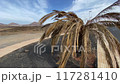 Typical landscape on Lanzarote island 117281410