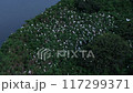 大群蒼鷺空拍_016 117299371