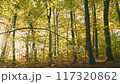Discover a peaceful autumn forest bathed in sunlight filtering through the trees 117320862