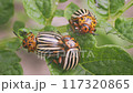 A CloseUp Image Showcasing Colorful Beetles on Lush Green Leaves in Natures Habitat 117320865