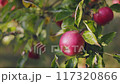 Fresh Red Apples adorn Tree Branches in a Beautiful Orchard, ready for picking and enjoying 117320866