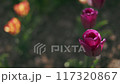 Experience the enchanting beauty of vibrant purple tulips blooming in a lovely spring garden 117320867
