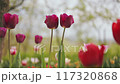 colorful tulips for gardens 117320868