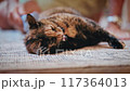 cute tortoiseshell cat being brushed 117364013