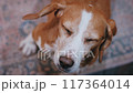 dog, animal, pet 117364014