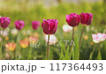 The Beautiful and Vibrant Pink Tulips Flourishing in a Blooming Garden This Season 117364493