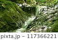 A clear stream flowing through the forest of Mount Takao and a frog resting on a rock 117366221
