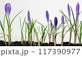 Time Lapse of blooming violet crocus flowers isolated on white background. 117390977