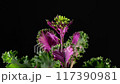 growth of inflorescence ornamental cabbage 117390981