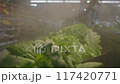 Fresh green leaf lettuce on display at grocery store under cooling water steam. Vegetables sprayed with mist water from nozzles	 117420771