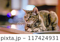 cute brown tabby cat looking at some flying object 117424931