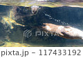 otters swimming 117433192