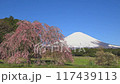 静岡_快晴の富士山としだれ桜 117439113