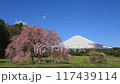 静岡_快晴の富士山としだれ桜 117439114