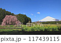 静岡_快晴の富士山としだれ桜 117439115