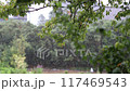 Summer rain 117469543