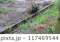 Summer rain 117469544