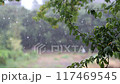 Summer rain 117469545