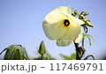 Okra's Flower 117469791