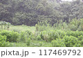 Summer rain 117469792