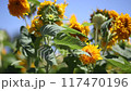 Wilted sunflowers swaying in the wind 117470196