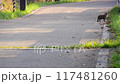 道路端の草むらに入っていく野良猫　 117481260