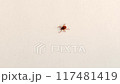 紙の上を歩くマダニ 117481419