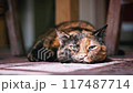closeup footage of chubby tortoiseshell cat laying flat on floor 117487714