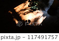 観葉植物の揺れ動く影 / 光と影のモーション 117491757