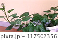 A video showing how a wilted plant can be watered and revived 117502356