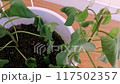 A video showing how a wilted plant can be watered and revived 117502357