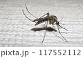 A mosquito on white wall, close-up video of gnat 117552112