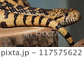 Pacific gopher snake or coast gopher snake, Pituophis catenifer sayi. Endemic to North America 117575622