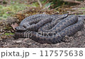 A group of Common European adder or common European viper (Vipera berus) 117575638