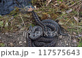 A group of Common European adder or common European viper (Vipera berus) 117575643