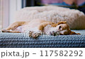 closeup footage of cute sleepy beagle dog 117582292