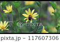 Bee-11 117607306