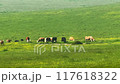 Cows and cattle in the English countryside, British livestock industry, beef and dairy farming and agriculture concept 117618322