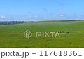 Cows and cattle in the English countryside, British livestock industry, beef and dairy farming and agriculture concept 117618361