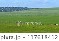 Cows and cattle in the English countryside, British livestock industry, beef and dairy farming and agriculture concept 117618412