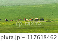 Cows and cattle in the English countryside, British livestock industry, beef and dairy farming and agriculture concept 117618462