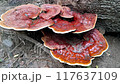Big Tree Mushroom Video With Selective Focus 117637109
