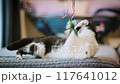 black and white tuxedo cat playing with feather toy 117641012