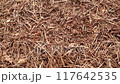 Video of a big anthill 117642535