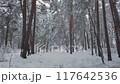Quality video of a walking in a beautiful winter forest, fresh snow 117642536